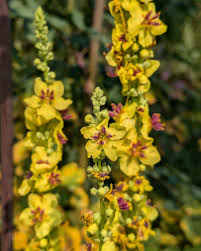 Attēlu rezultāti vaicājumam “Verbascum nigrum flower”
