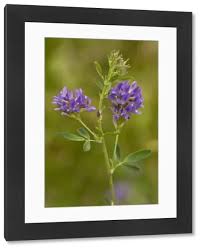 Attēlu rezultāti vaicājumam “Medicago sativa subsp. sativa flower”