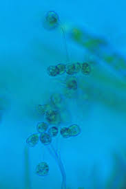 Attēlu rezultāti vaicājumam “Craterium minutum cf. var. brunneum macro”