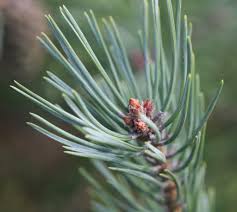 Attēlu rezultāti vaicājumam “Pinus sylvestris leaf”
