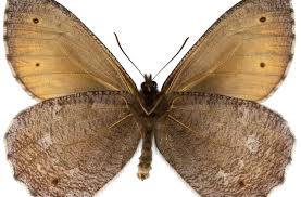 Attēlu rezultāti vaicājumam “Oeneis jutta”