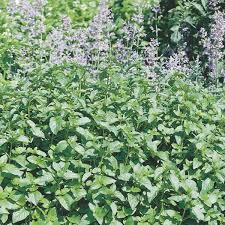 Attēlu rezultāti vaicājumam “Mentha x piperita”