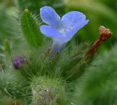 Attēlu rezultāti vaicājumam “Anchusa arvensis flower”