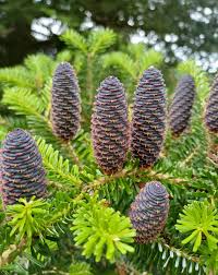 Attēlu rezultāti vaicājumam “Abies koreana”