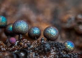 Attēlu rezultāti vaicājumam “Lamproderma nigrescens”