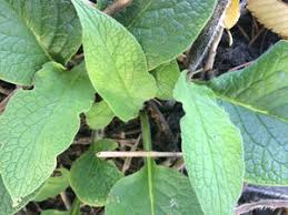 Attēlu rezultāti vaicājumam “Symphytum officinale leaf”