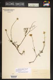 Attēlu rezultāti vaicājumam “Tripleurospermum inodorum leaf”