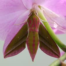 Attēlu rezultāti vaicājumam “Deilephila elpenor imago”