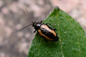 Attēlu rezultāti vaicājumam “Phyllotreta sp.”