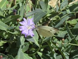 Attēlu rezultāti vaicājumam “Lactuca tatarica flower”