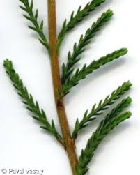 Attēlu rezultāti vaicājumam “Calluna vulgaris leaf”