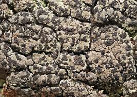 Attēlu rezultāti vaicājumam “Hertelidea botryosa”