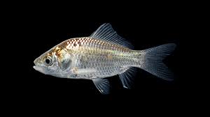 Image result for Cyprinus rubrofuscus