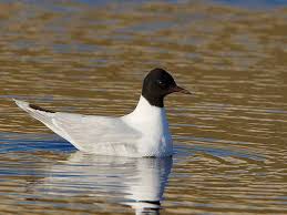Attēlu rezultāti vaicājumam “Larus minutus adult”