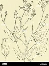 Attēlu rezultāti vaicājumam “Stellaria nemorum bud”