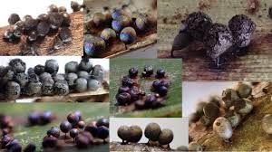 Attēlu rezultāti vaicājumam “Diderma subviridifuscum”