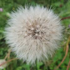 Attēlu rezultāti vaicājumam “Hypochaeris maculata”