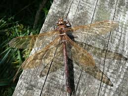 Attēlu rezultāti vaicājumam “Aeshna grandis”