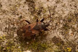 Attēlu rezultāti vaicājumam “Eremocoris plebejus”