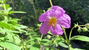 Attēlu rezultāti vaicājumam “Cistaceae”