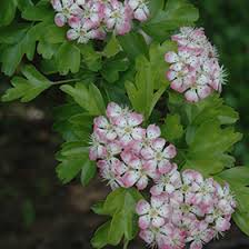Attēlu rezultāti vaicājumam “Crataegus laevigata”