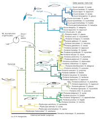 Attēlu rezultāti vaicājumam “Euura acutifoliae”