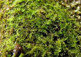 Attēlu rezultāti vaicājumam “Lophocolea minor macro”