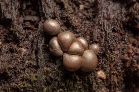 Attēlu rezultāti vaicājumam “Lycogala cf. convexum young”