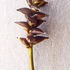 Attēlu rezultāti vaicājumam “Carex dioica male flower”