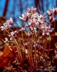 Attēlu rezultāti vaicājumam “Hepatica nobilis flower”