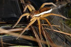 Attēlu rezultāti vaicājumam “Dolomedes fimbriatus”