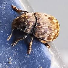 Attēlu rezultāti vaicājumam “Anthribus nebulosus”