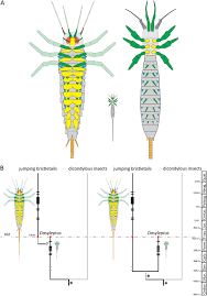 Attēlu rezultāti vaicājumam “Machilidae”