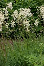 Attēlu rezultāti vaicājumam “Cnidium dubium”