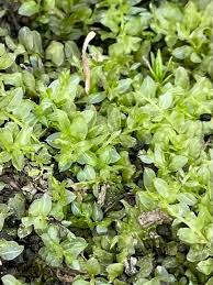 Attēlu rezultāti vaicājumam “Plagiomnium medium”