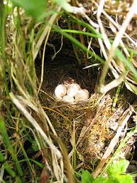 Attēlu rezultāti vaicājumam “Erithacus rubecula nest”