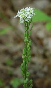 Attēlu rezultāti vaicājumam “Berteroa incana fruit”