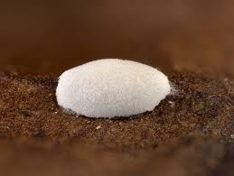 Attēlu rezultāti vaicājumam “Didymium difforme sessile”