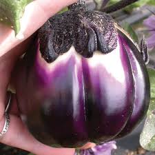 Afbeeldingsresultaat voor melanzana prosperosa eggplant