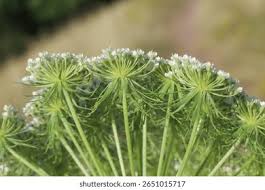 Attēlu rezultāti vaicājumam “Libanotis montana leaf”