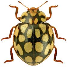 Attēlu rezultāti vaicājumam “Sospita vigintiguttata”