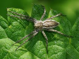 Attēlu rezultāti vaicājumam “Pisaura mirabilis cocoon”