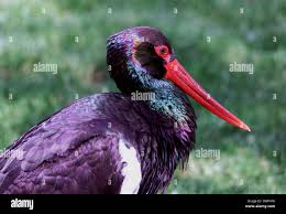 Attēlu rezultāti vaicājumam “Ciconia nigra adult”