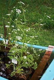 Attēlu rezultāti vaicājumam “Oenanthe aquatica”