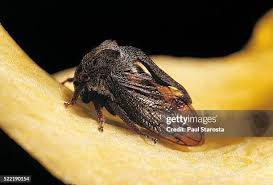 Attēlu rezultāti vaicājumam “Centrotus cornutus”