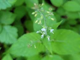 Attēlu rezultāti vaicājumam “Circaea lutetiana leaf”