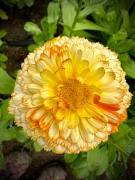 Attēlu rezultāti vaicājumam “Calendula officinalis flower”