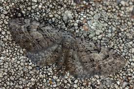 Attēlu rezultāti vaicājumam “Eupithecia pusillata”