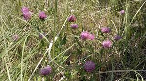 Attēlu rezultāti vaicājumam “Trifolium alpestre”