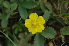 Attēlu rezultāti vaicājumam “Potentilla reptans flower”